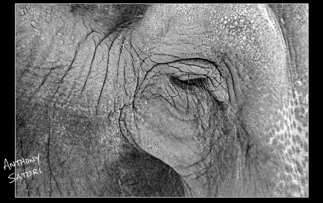 "Wise Elephant"  |  (Animal Spirits, pg.118)  |   Anthony Satori